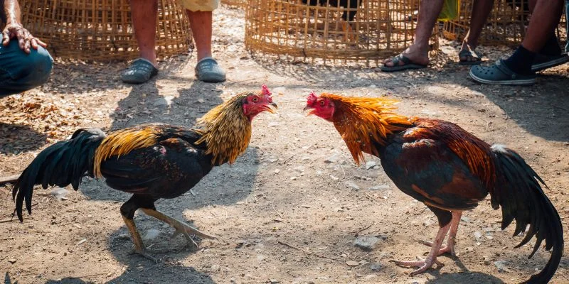 Các quy tắc cơ bản trong đá gà cựa tròn