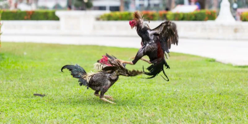 Đa dạng cửa cược có ở đá gà cựa dao