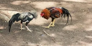 Đá gà cựa dao