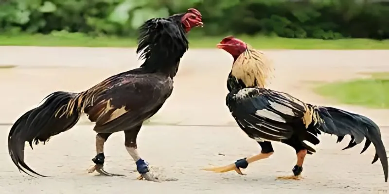 Các hình thức đá gà 69VN được yêu thích nhất